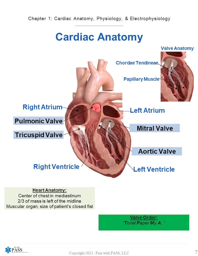 Paramedic Cardiology Study Guide Etsy