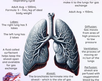 Respiratory Facts for EMS/Nursing