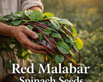 Semillas de espinaca roja malabar – Espinaca trepadora de tallo rojo comestible – Apto para el calor (50 semillas)