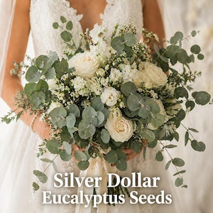 May include: A bridal bouquet featuring white roses, small white flowers, and silver dollar eucalyptus leaves. The bouquet is held by a person wearing a white lace wedding dress. The text "Silver Dollar Eucalyptus Seeds" is at the bottom.