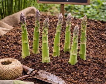 Jersey Knight Heirloom 5 Bare Roots 2 Year Green Asparagus Crowns