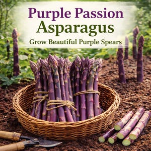 Purple Passion Heirloom 5 Bare Roots 2 Year Purple Asparagus Crowns