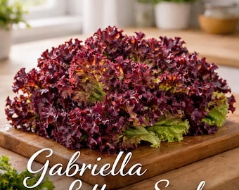 Semillas de lechuga Gabriella – Lechuga de hoja verde crujiente – Semillas de huerto tradicional – Hortalizas de ensalada de fácil cultivo (100 semillas)
