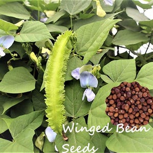 May include: A close-up of winged bean seeds, a green bean pod, and light blue flowers. The image shows the text "Winged Bean Seeds" in white cursive font. The background is filled with green leaves.