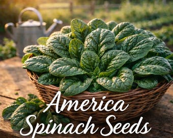 Puede incluir: Una cesta de mimbre llena de hojas de espinacas verdes frescas. El texto "America Spinach Seeds" está escrito en cursiva blanca. La cesta se encuentra sobre una superficie de madera rústica, con una regadera al fondo.