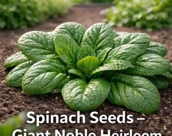 Puede incluir: Primer plano de una vibrante planta de espinacas con hojas verdes grandes y texturizadas. La planta crece en tierra oscura, con un fondo borroso de otras plantas. El texto en la parte inferior dice "Spinach Seeds - Giant Noble Heirloom."