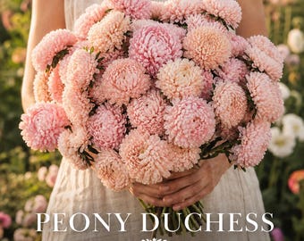 May include: A large bouquet of pale pink and apricot-colored aster flowers with dense, layered petals. The text PEONY DUCHESS and APRICOT ASTER SEEDS is printed in white at the bottom of the image over a light-colored fabric garment.