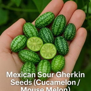 Mexican Sour Gherkin Seeds (Cucamelon / Mouse Melon) – Mini Watermelon Look, Easy to Grow, Non-GMO Heirloom Garden Seeds