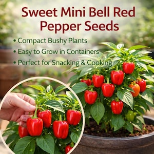 May include: A close-up of a pepper plant with bright red bell peppers. The image includes the text "Sweet Mini Bell Red Pepper Seeds", "Compact Bushy Plants", "Easy to Grow in Containers", and "Perfect for Snacking & Cooking". The peppers are growing in a dark pot.