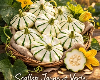 Scallop Jaune et Verte Summer Squash Seeds| Heirloom Pattypan Squash Seeds | French Scallop Squash | Non-GMO 25 seeds