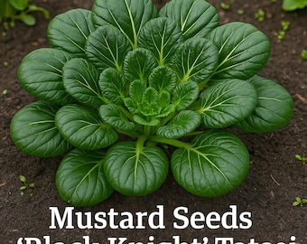 Semillas de mostaza Tatsoi Black Knight / Verduras asiáticas tradicionales / De rápido crecimiento y resistentes al frío