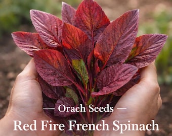 Puede incluir: Primer plano de un manojo de hojas de espinaca francesa Red Fire, sostenidas en las manos. Las hojas son de color rojo intenso con acentos verdes. El texto "Orach Seeds" y "Red Fire French Spinach" es visible.