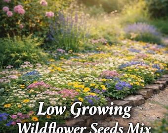 Low Growing Wildflower Seeds Mix  Compact Heirloom Blooms for Borders,  Paths & Pollinators 1000 Seeds - Etsy