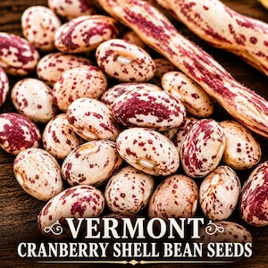 May include: Close-up of Vermont cranberry shell bean seeds. The beans are a mix of cream and burgundy, with speckled patterns. The image also shows the bean pods. The text "VERMONT CRANBERRY SHELL BEAN SEEDS" is at the bottom.