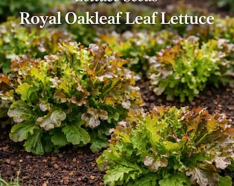 Puede incluir: Primer plano de plantas de lechuga Royal Oakleaf. La lechuga tiene hojas verdes y marrón rojizo. El texto "Lettuce Seeds" y "Royal Oakleaf Leaf Lettuce" se muestra en blanco en la parte superior de la imagen. Las plantas están en un jardín.
