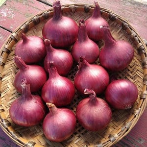 50 Onion Sets - Karmen Red