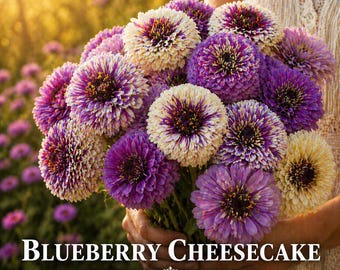 May include: A bouquet of Zinnia flowers in shades of purple and cream, with the text "BLUEBERRY CHEESECAKE ZINNIA SEEDS" at the bottom. The flowers are held in a person's hands, with a blurred background of a garden.