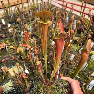 May include: A close-up shot of several carnivorous pitcher plants, with reddish-brown and green hues. The plants are in small black pots filled with soil. The image is taken in a greenhouse setting, with other plants visible in the background.