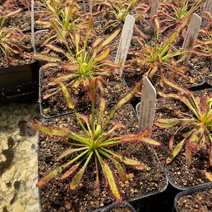 May include: A collection of potted carnivorous plants, likely sundews, with vibrant green leaves and reddish, sticky tentacles. Each plant is in a square black pot, with white plant tags. The plants are in a greenhouse setting.