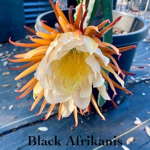 May include: A close-up of a Black Afrikanis flower in full bloom. The flower has creamy white petals surrounding a yellow center, with long, orange and red outer petals. The flower is in a black pot.