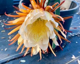 Esquejes de Pitahaya AFRIKANIS NEGRO de 17-18 pulgadas, variedad muy rara