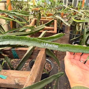 May include: A long, green, succulent dragon fruit cactus stem with the word LEMONADE written in white paint on its surface. The stem is held horizontally against a background of multiple potted cactus plants in wooden frames.