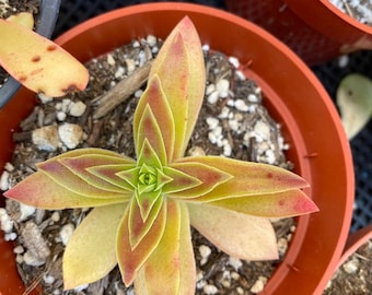 Crassula Red Pagoda shark tooth succulent rooted cutting 1"+