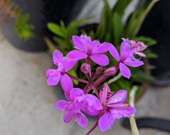 Epidendrum succulent like orchid fuschia purple 3 small sprouts (radicans) each 2" or longer
