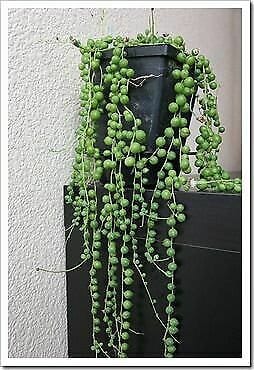 String Of Pearls Plants Succulents SOP Senecio Rowleyanus