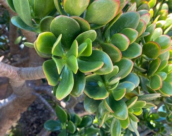 Crassula Ovata Jade plant succulent 3 cutting 2" or taller READ