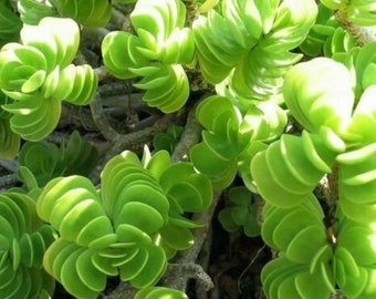 Portulaca molokiniensis Maraca 1 rooted cutting 2"+ tall