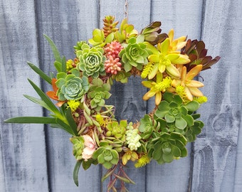 Succulent Wreath 21cm full circle   Live plants Indoor outdoor vertical garden décor Baskets Special Gifts - Christmas Birthday Anniversary
