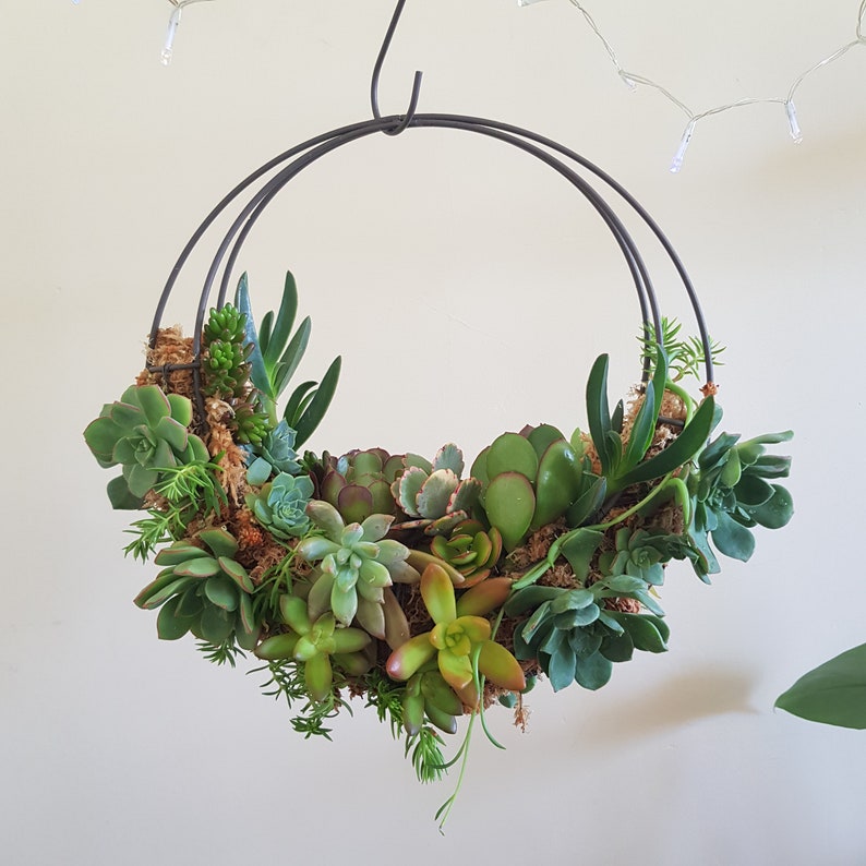 Succulent Wreath 28cm half moon Live plants Indoor outdoor vertical garden décor Baskets Special Gifts Christmas Birthday Anniversary image 9