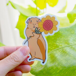 Sticker cochon d'Inde avec tournesol, collection cochon x plantes printemps 2022, lavable au lave-vaisselle, imperméable, cadeau d'anniversaire, sticker fleur