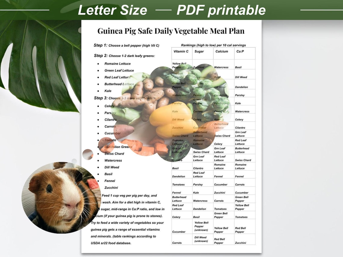 printable-guinea-pig-safe-vegetable-guide-essential-nutrition-etsy