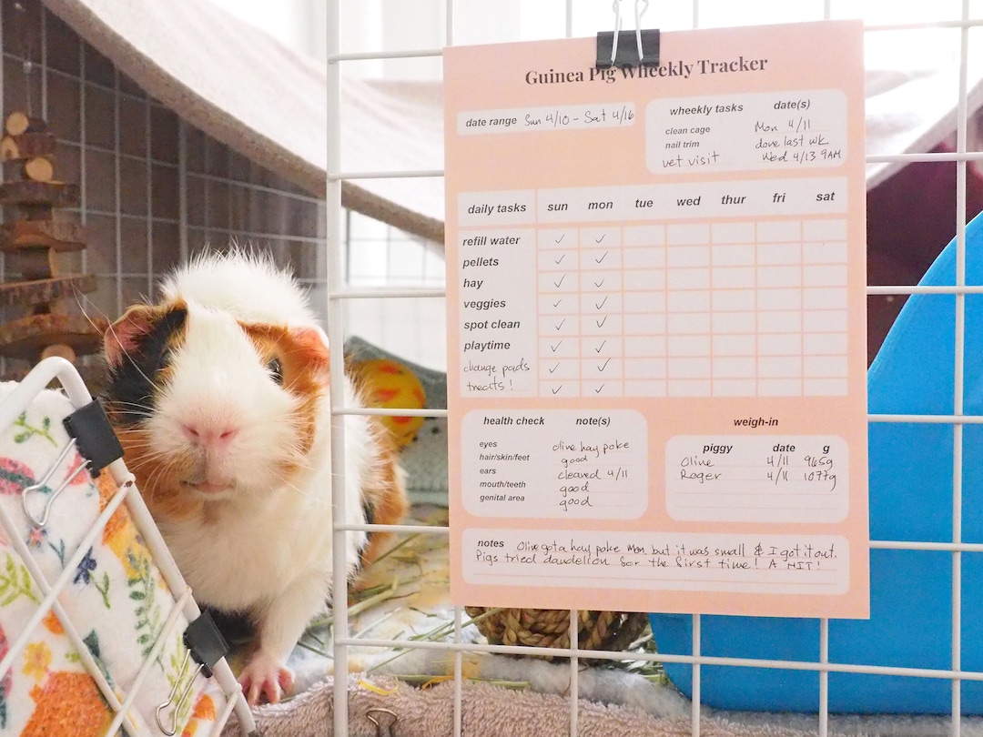 Photo inspiration: Guinea Pig Care Tracker Weekly Schedule Notepad 5X7 Photo Inspiration