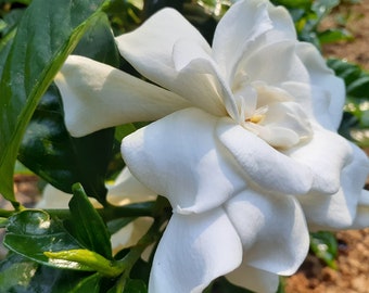 August Beauty Gardenia Plant Large White Flower Bush Evergreen Fragrant zones 8-11