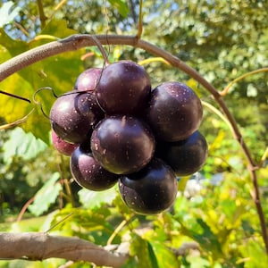 Cowart Grape Vine Plant Muscadine Grape Hot Humid Climates Disease Resistant