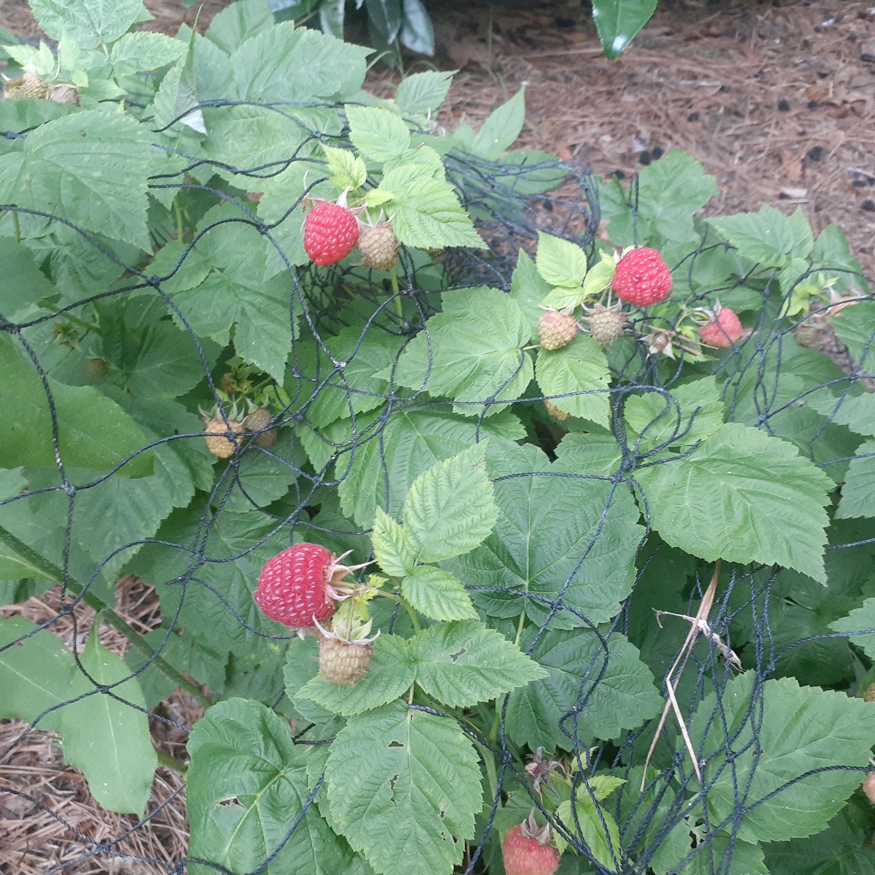 Primocane Type Raspberry Raspberry Plant Heritage Red Potted Fruit Berry Cane Bush Primocane 3.5 ...