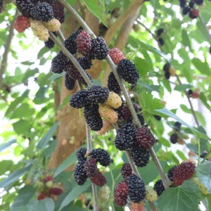 May include: Close-up of a mulberry tree branch laden with ripe fruit. The berries range in color from deep black to red and pale yellow, with green leaves in the background. The image showcases the natural beauty of the tree and its fruit.