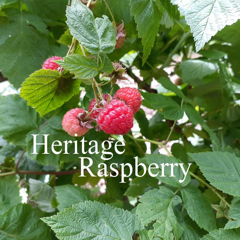 Heritage Raspberry Farms Raspberry Plant Heritage Red Potted Fruit Berry Cane Bush Primocane 3.5 ...