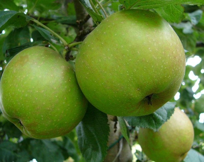 10 Granny Smith Apple Tree Cuttings Etsy