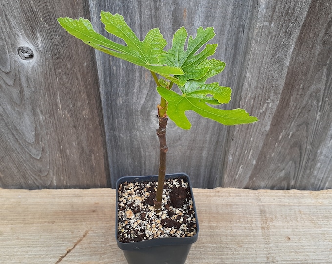 black mission fig tree in container