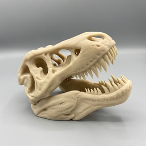 3D Printed T-rex Skull - Etsy