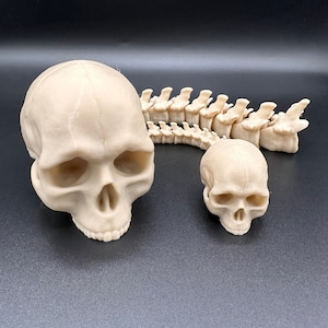 May include: Three beige plastic anatomical models: a human skull, a smaller human skull, and a human spine.