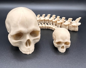 3D Printed Articulating Skull & Spine