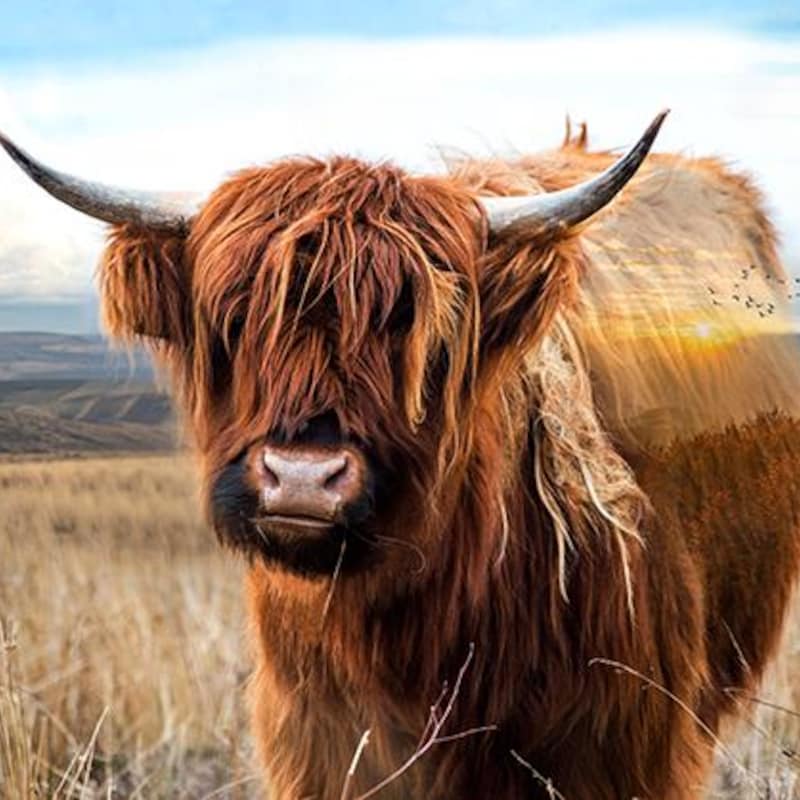 Highland Cow Fabric Etsy