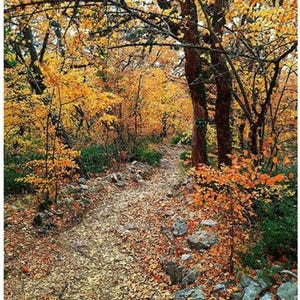 May include: A narrow dirt hiking trail winds through a dense forest during autumn. The ground is covered in fallen orange and yellow leaves, with scattered grey rocks along the path. Tall trees with vibrant golden foliage frame the scene.