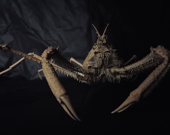 May include: A close-up of a spiky, beige-colored crab with long claws and a textured carapace. The crab is set against a dark background, highlighting its intricate details and imposing presence. The crab's legs are extended, and its eyes are visible.