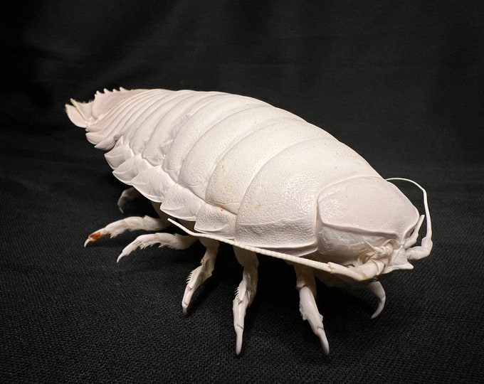 Giant Isopod Specimen - Etsy